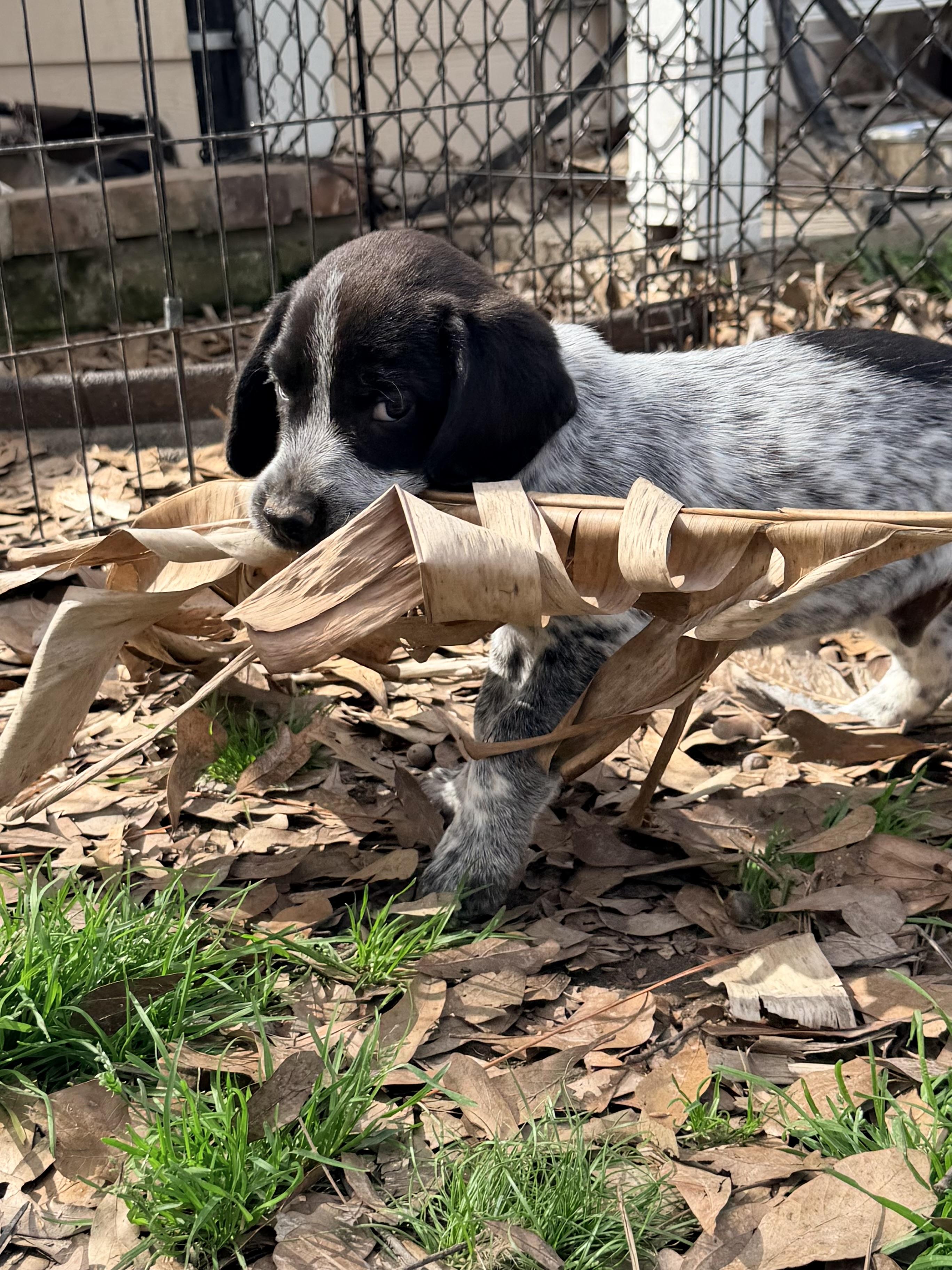 Enlarge Booker, an adopted mixed breed in Baker, LA image 4/6