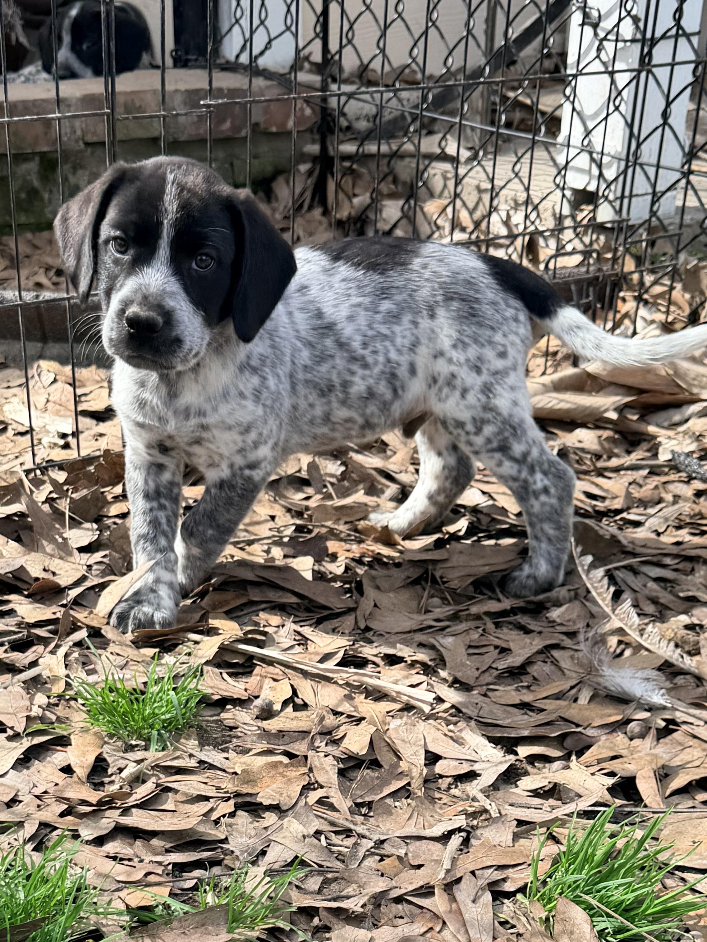 Enlarge Booker, an adopted mixed breed in Baker, LA image 5/6