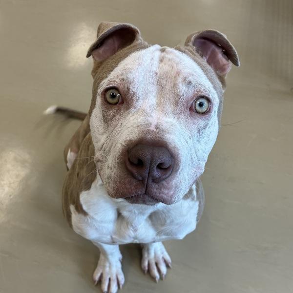 Enlarge Rainbow Trout, a Adoptable mixed breed in Des Moines, IA image 1/1
