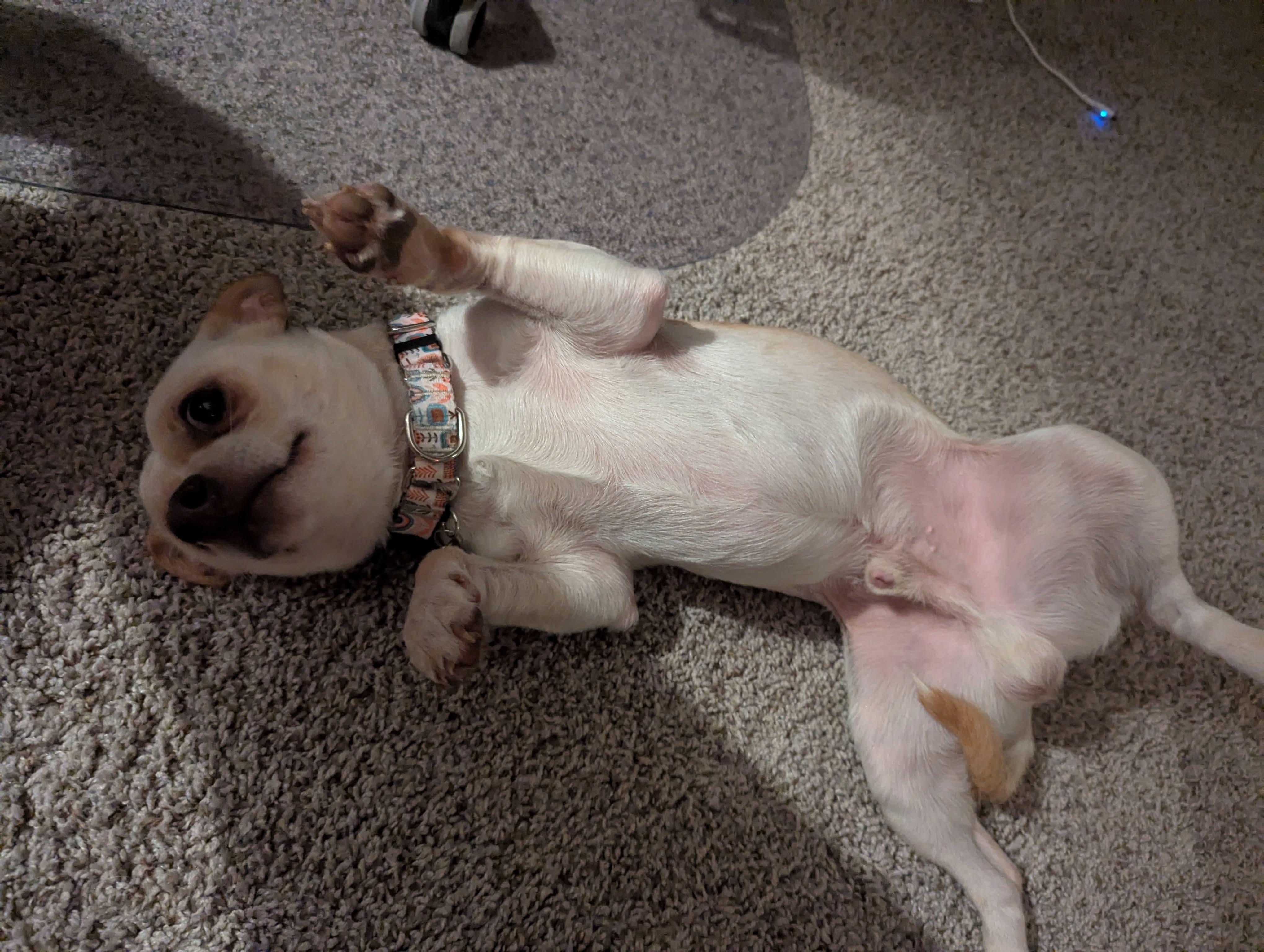 Toby, a Adoptable Chihuahua in Fort Worth, TX image 5/6