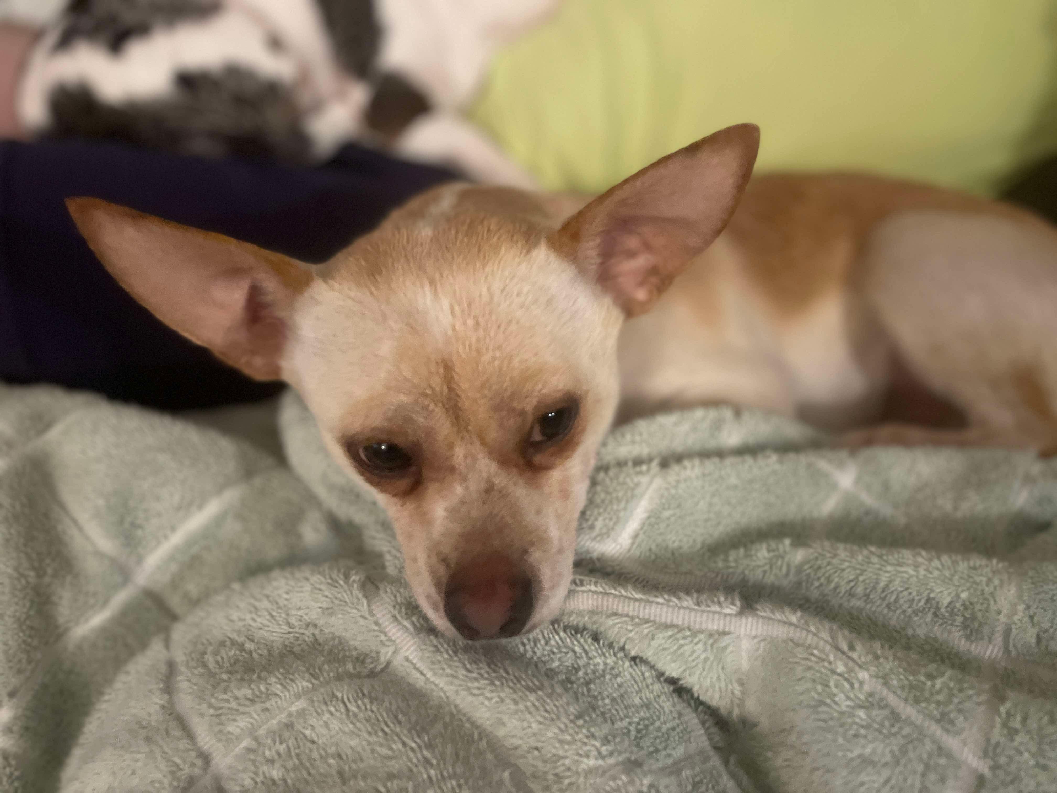 Toby, a Adoptable Chihuahua in Fort Worth, TX image 6/6