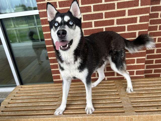 Enlarge JELLY, a Adoptable mixed breed in Grand Prairie, TX image 1/1