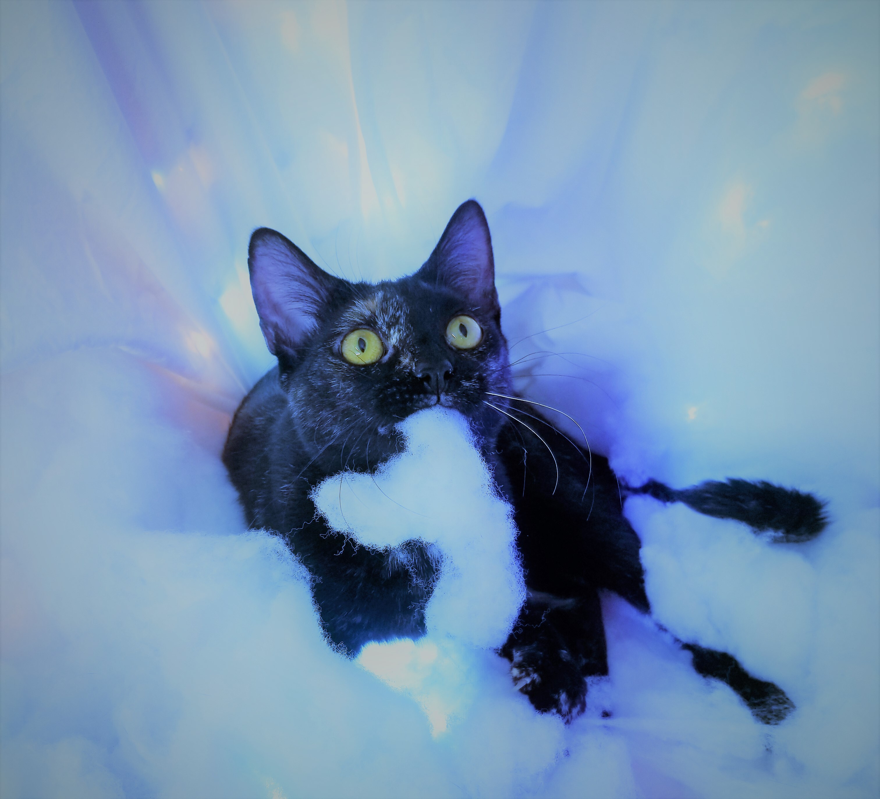 Enlarge Storm, a Adoptable mixed breed in Vernon, TX image 1/4