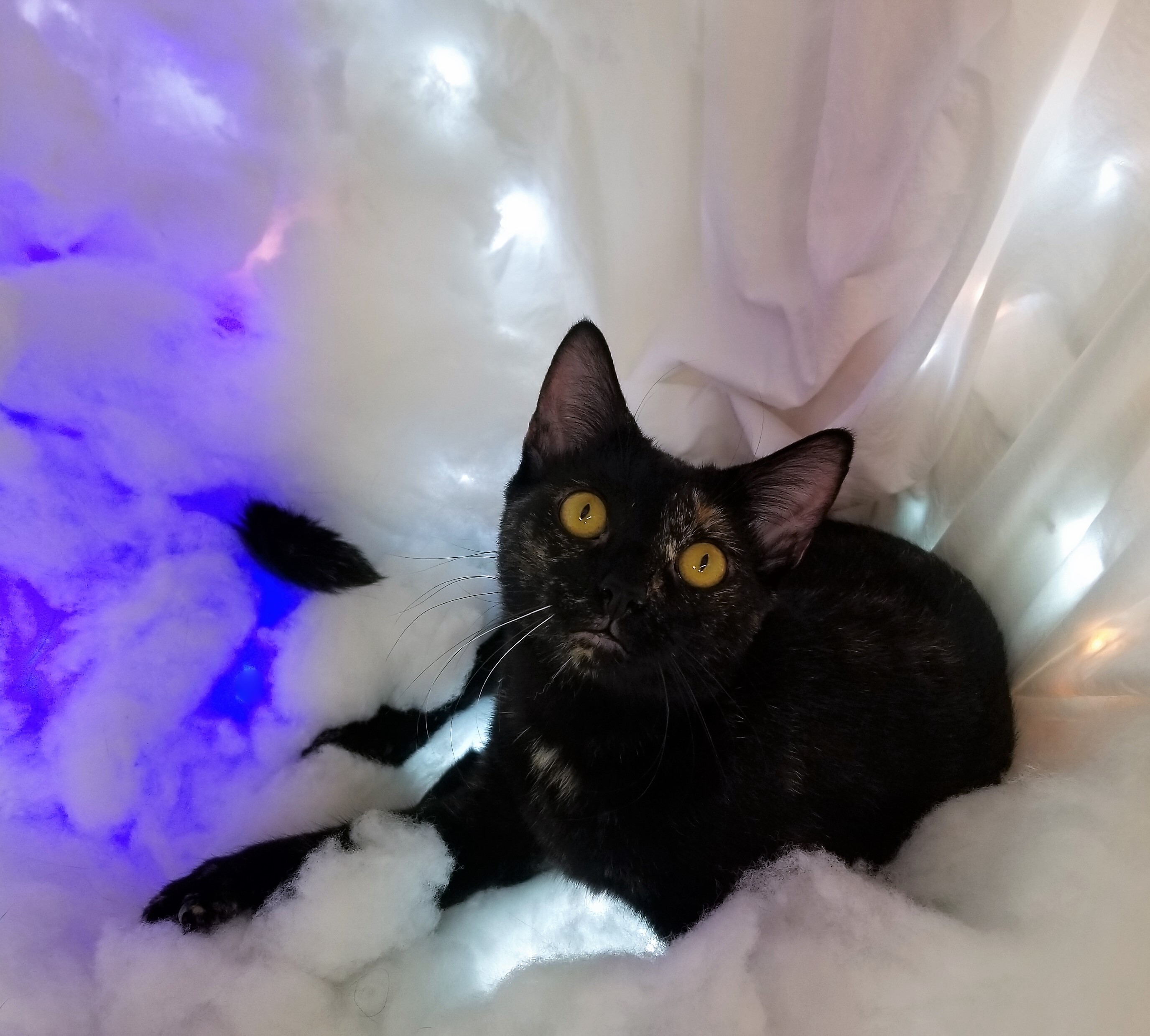 Enlarge Storm, a Adoptable mixed breed in Vernon, TX image 2/4