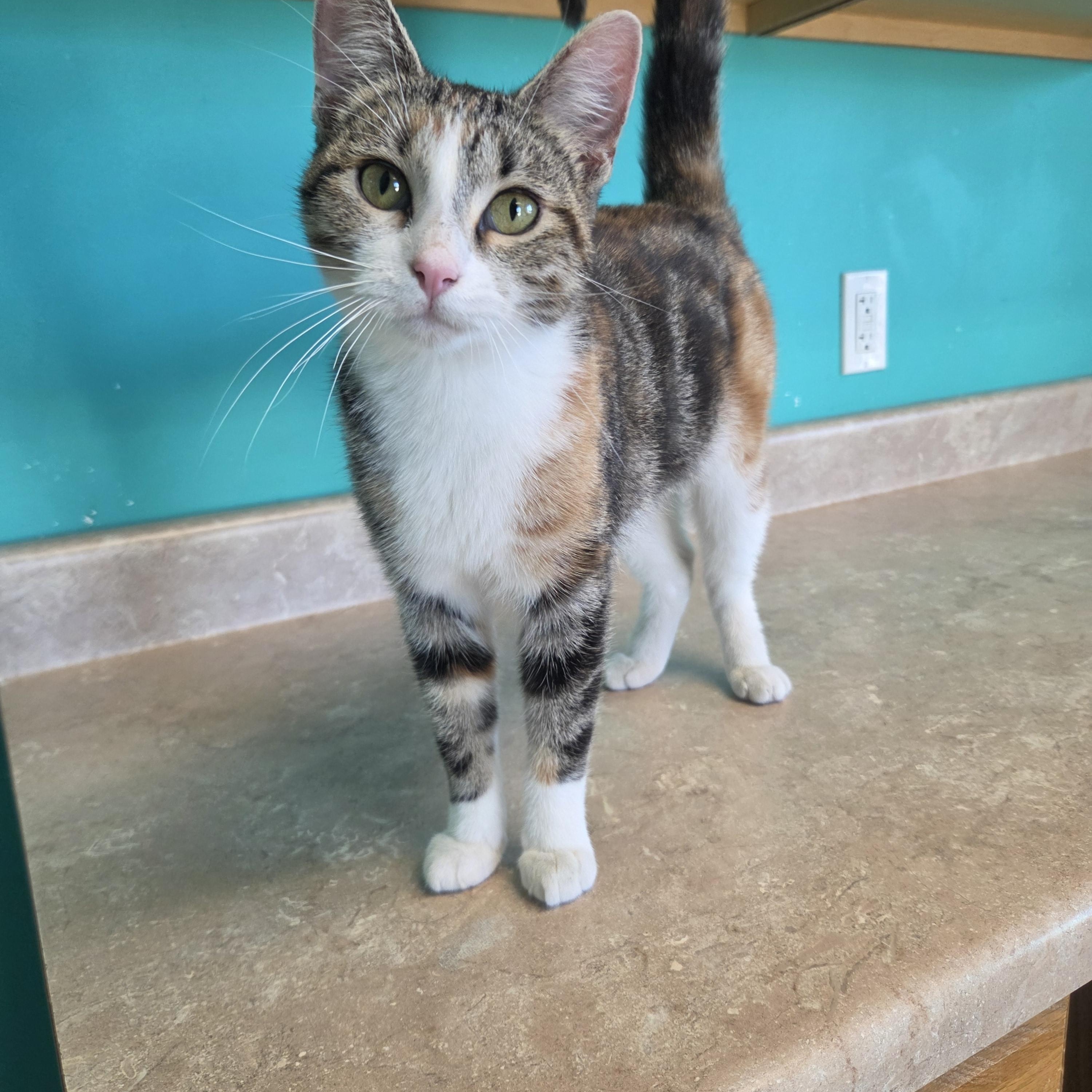 Enlarge Italy, a Adopted Domestic Short Hair in Brookings, SD image 2/2