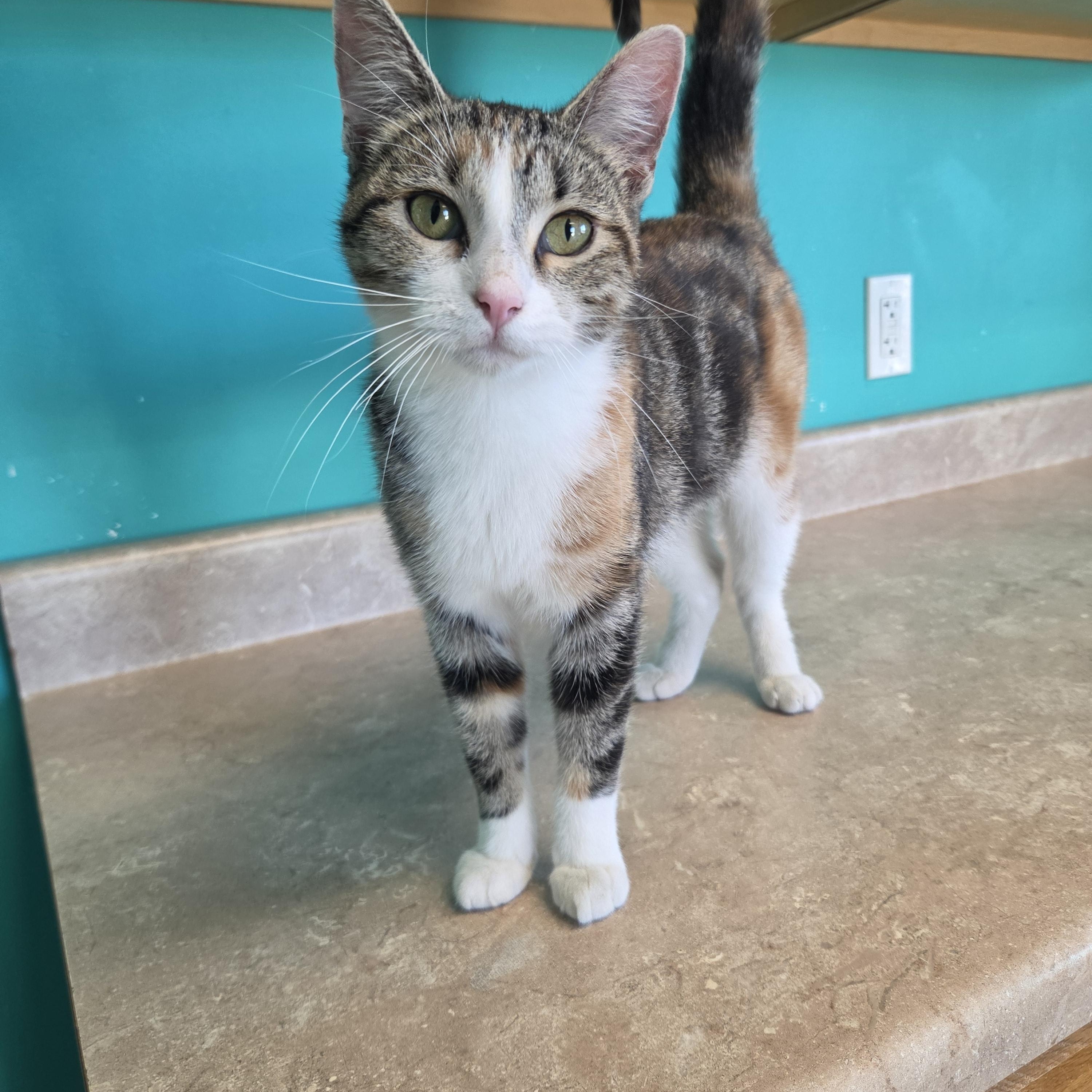 Enlarge Italy, a Adopted Domestic Short Hair in Brookings, SD image 1/2
