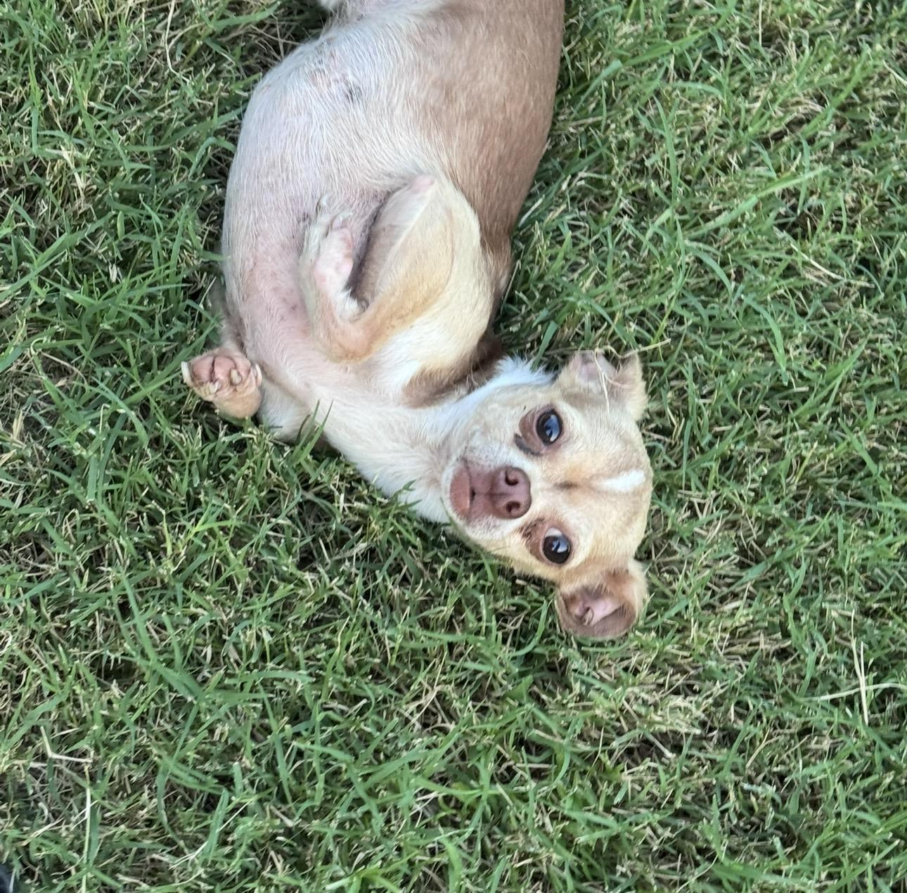Gee, ADOPTABLE, Adult Male Chihuahua.