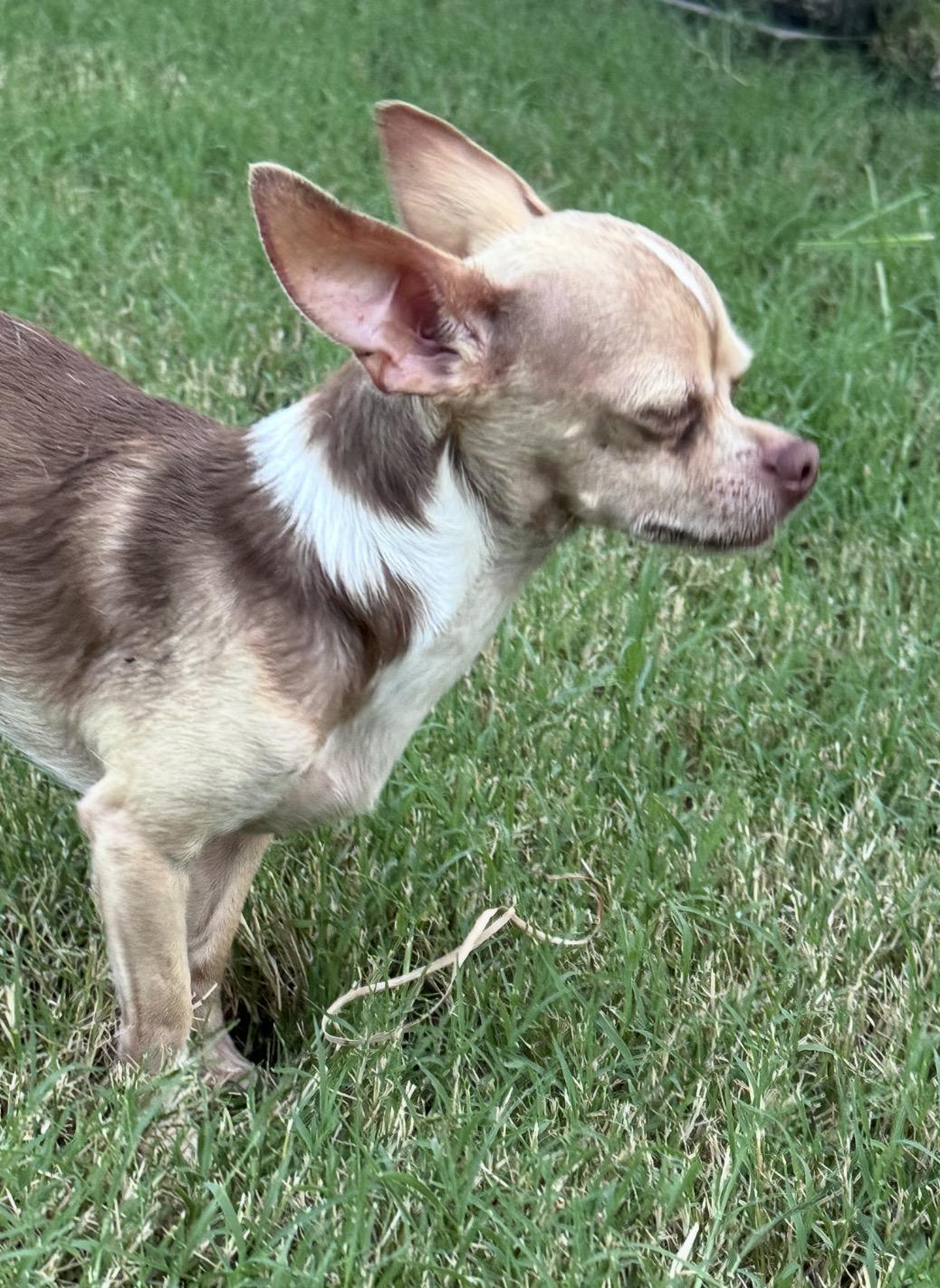 Enlarge Gee, a ADOPTABLE Chihuahua in Forney, TX image 2/3