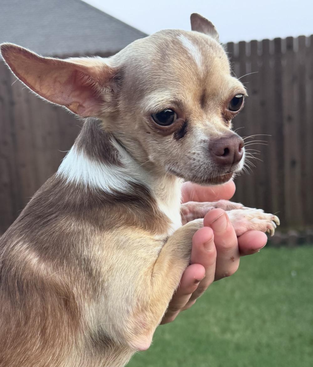 Enlarge Gee, a ADOPTABLE Chihuahua in Forney, TX image 3/3