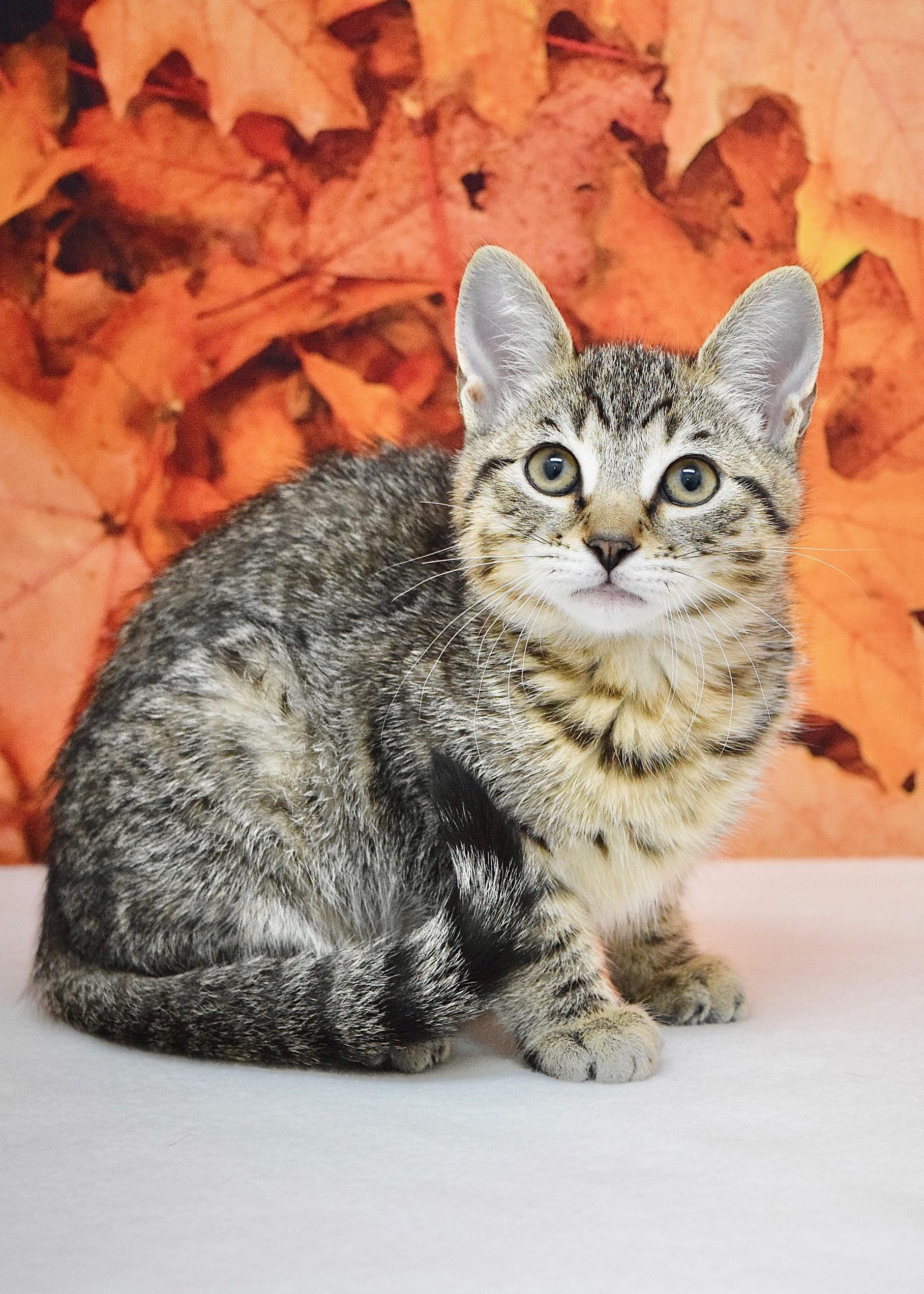 Enlarge Iris, a Adoptable Domestic Short Hair in Dublin, CA image 2/2