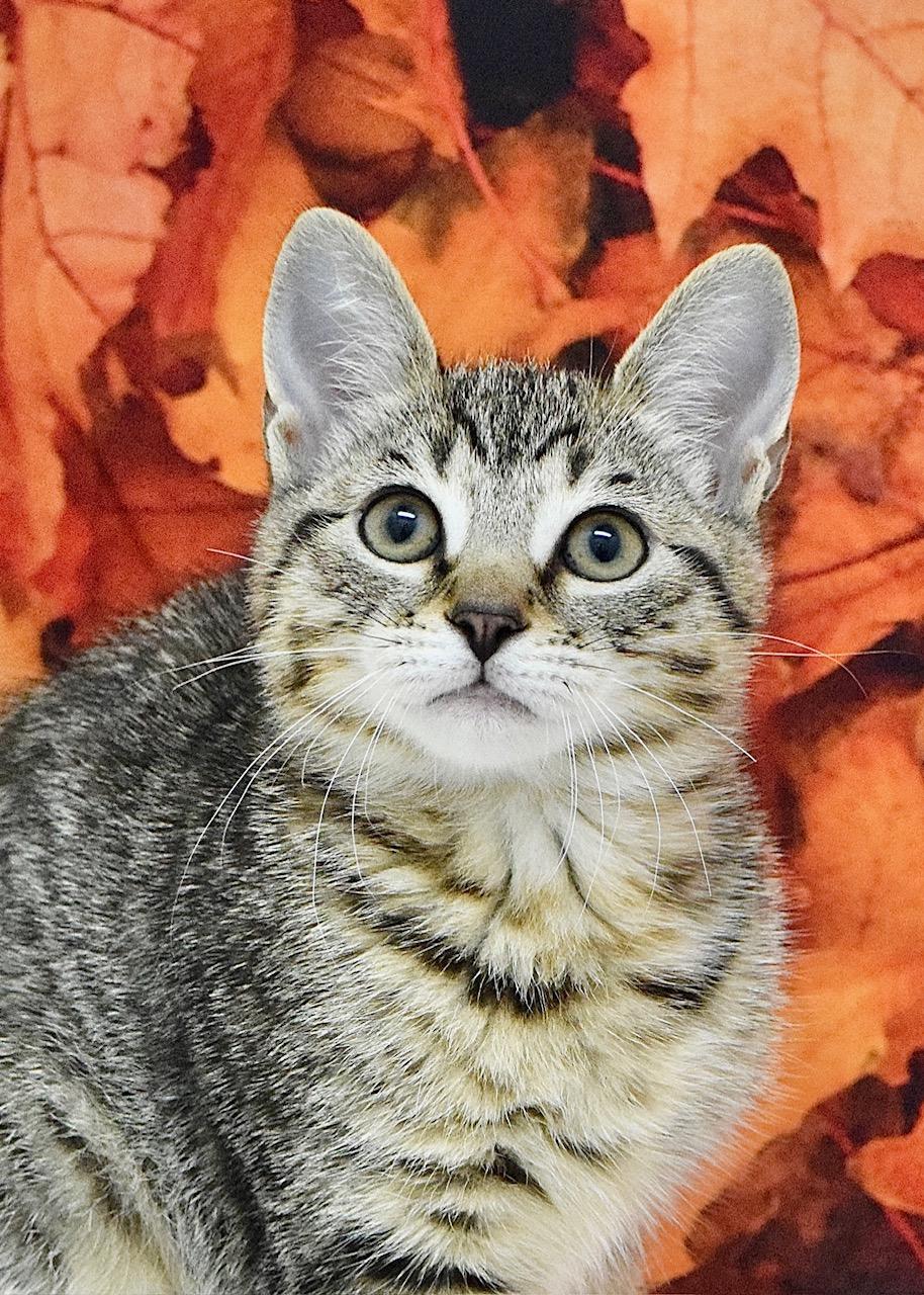 Iris, Adoptable, Kitten Female Domestic Short Hair.