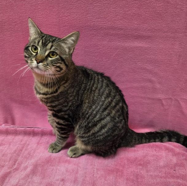Enlarge MAX, a Adoptable Domestic Short Hair in Norco, CA image 1/1