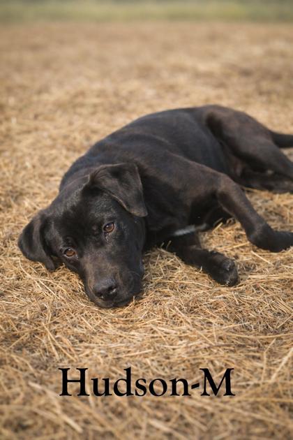 Hudson, Adoptable, Adult Male Labrador Retriever & Mixed Breed.