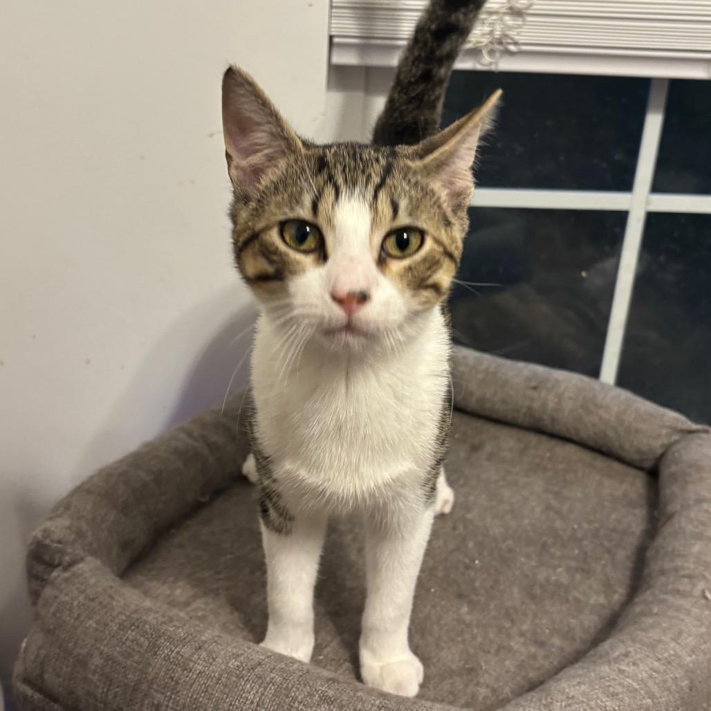Enlarge Skittles, a Adoptable Domestic Short Hair in Columbia, MO image 1/4