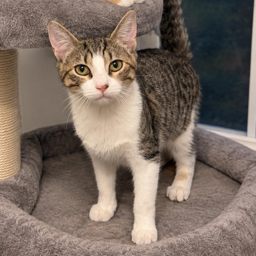 Enlarge Skittles, a Adoptable Domestic Short Hair in Columbia, MO image 2/4