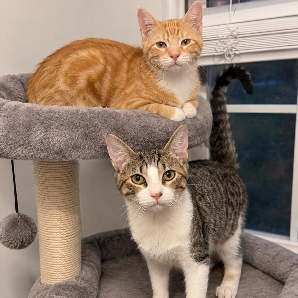 Enlarge Skittles, a Adoptable Domestic Short Hair in Columbia, MO image 3/4