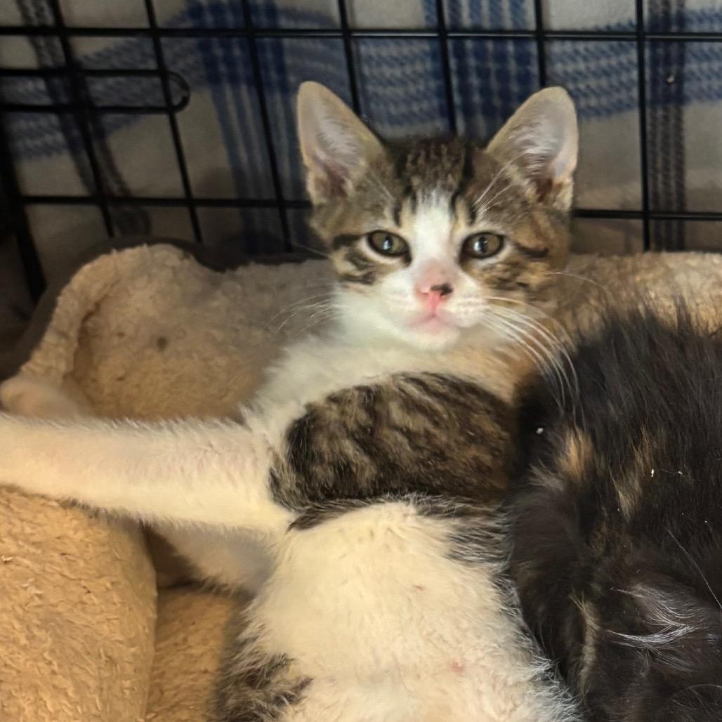 Enlarge Skittles, a Adoptable Domestic Short Hair in Columbia, MO image 4/4