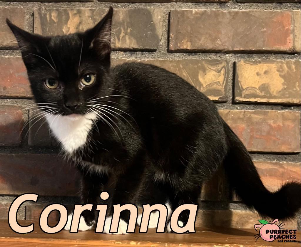 Corinna, Adoptable, Kitten Female Domestic Short Hair.