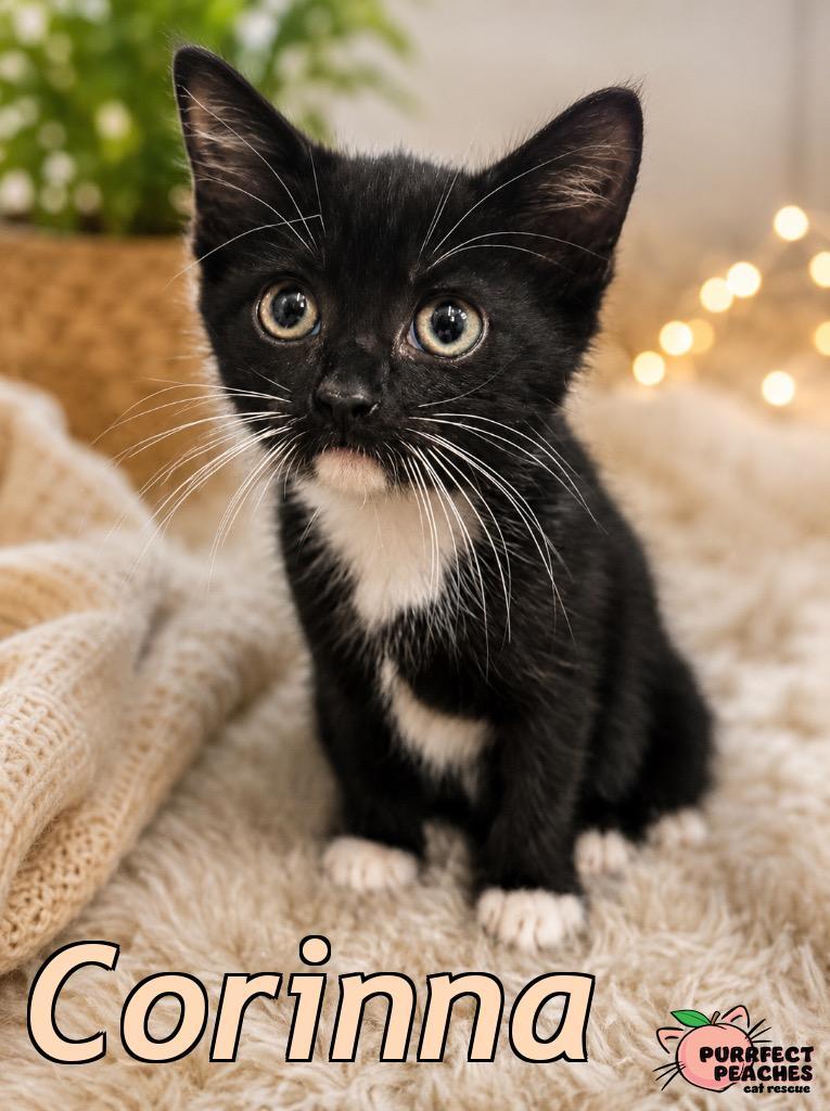 Corinna, a Adoptable mixed breed in Douglasville, GA image 2/2