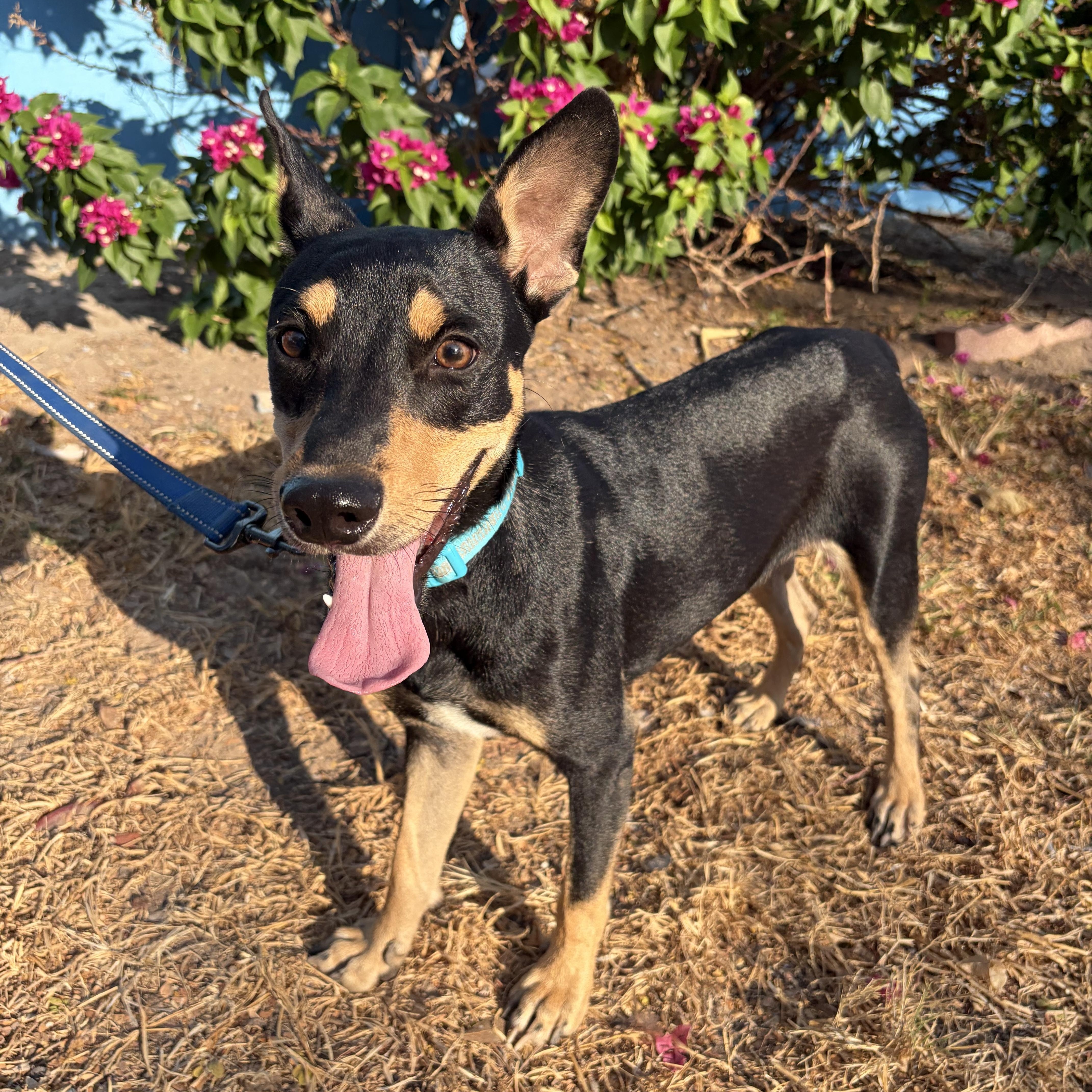 Enlarge Benny, a Adoptable Miniature Pinscher in Eau Claire, WI image 4/4