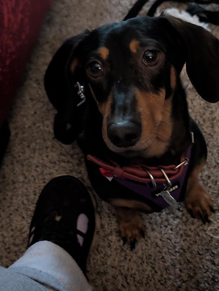 Enlarge Fred, a Adopted Dachshund in Amherst, NY image 1/6