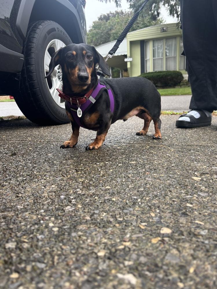Enlarge Fred, a Adopted Dachshund in Amherst, NY image 2/6