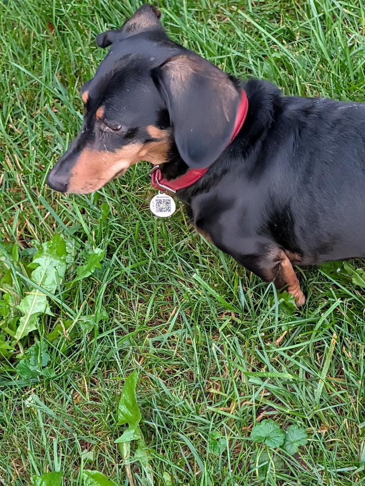 Enlarge Fred, a Adopted Dachshund in Amherst, NY image 3/6