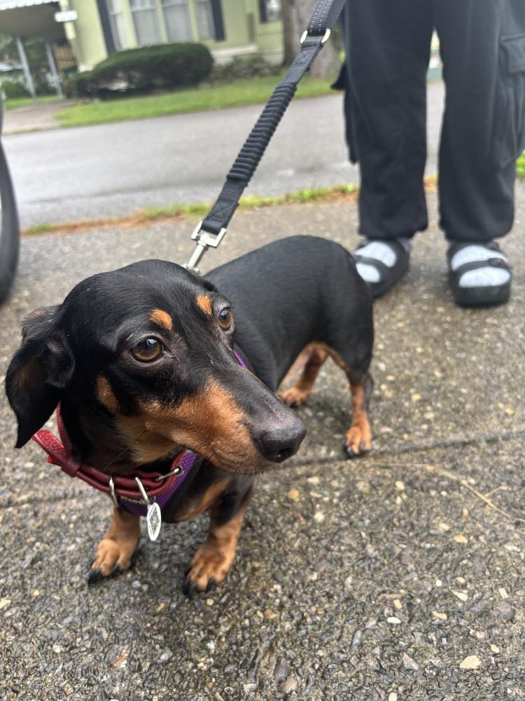 Enlarge Fred, a Adopted Dachshund in Amherst, NY image 4/6