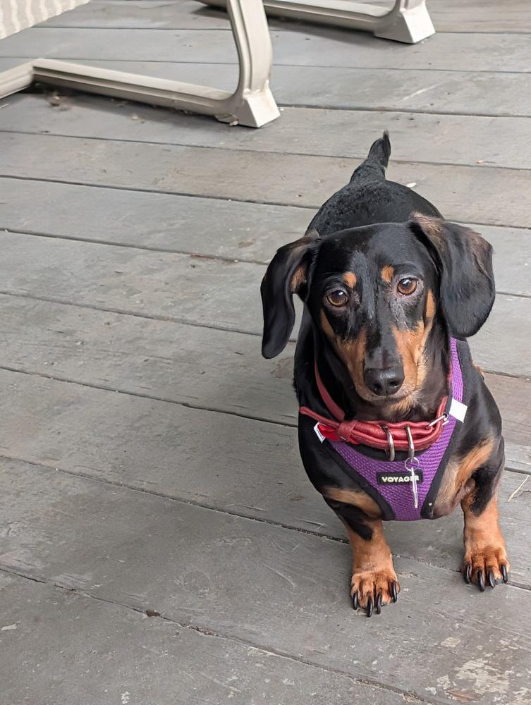 Enlarge Fred, a Adopted Dachshund in Amherst, NY image 5/6