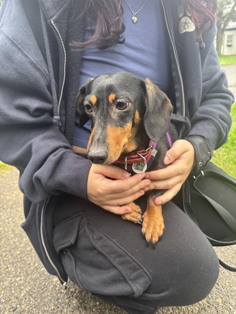 Enlarge Fred, a Adopted Dachshund in Amherst, NY image 6/6