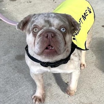 Daisy , a ADOPTABLE mixed breed in Austin, TX image 1/6