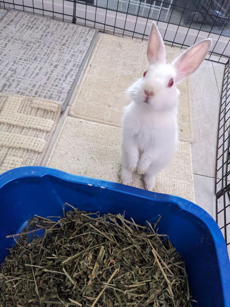 McLaren, Adopted, Baby Male Himalayan & Dutch.