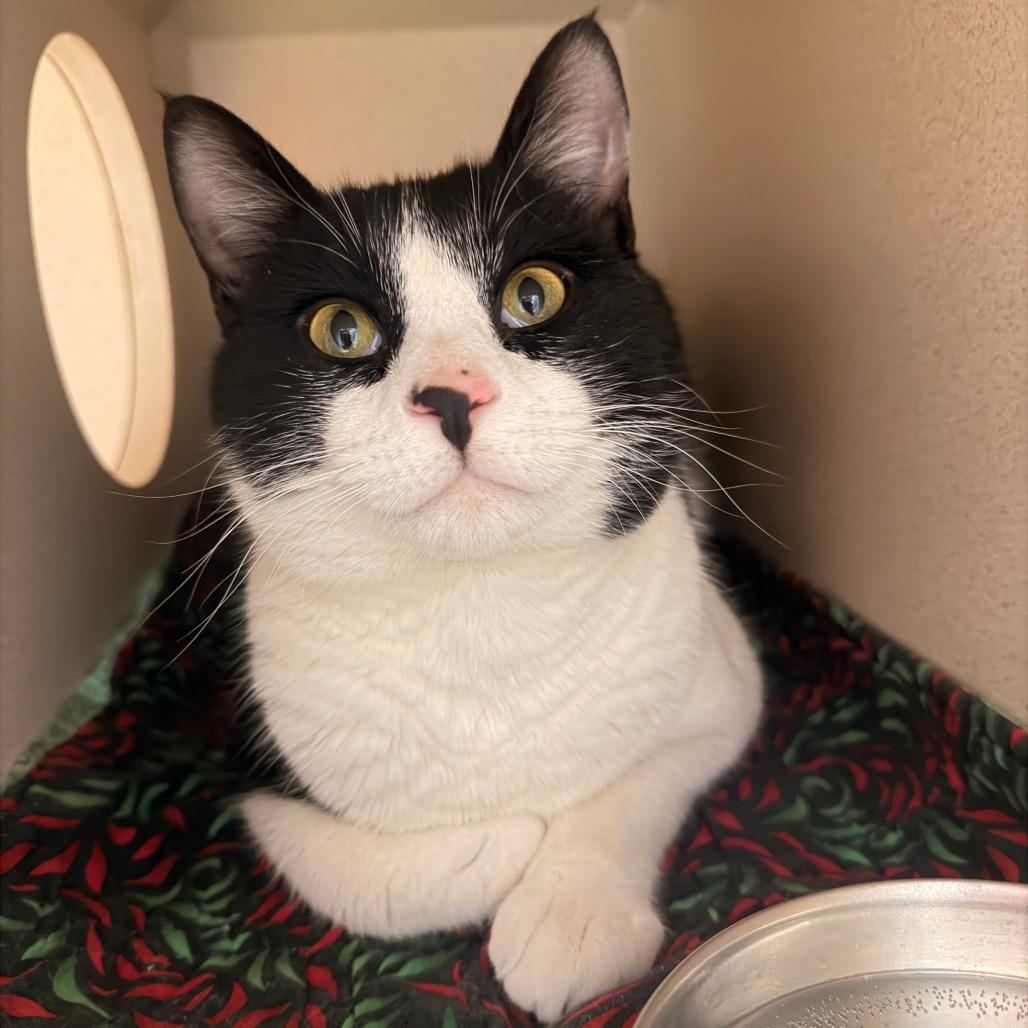 Enlarge Oberon, a Adoptable Domestic Short Hair in Pagosa Springs, CO image 1/2