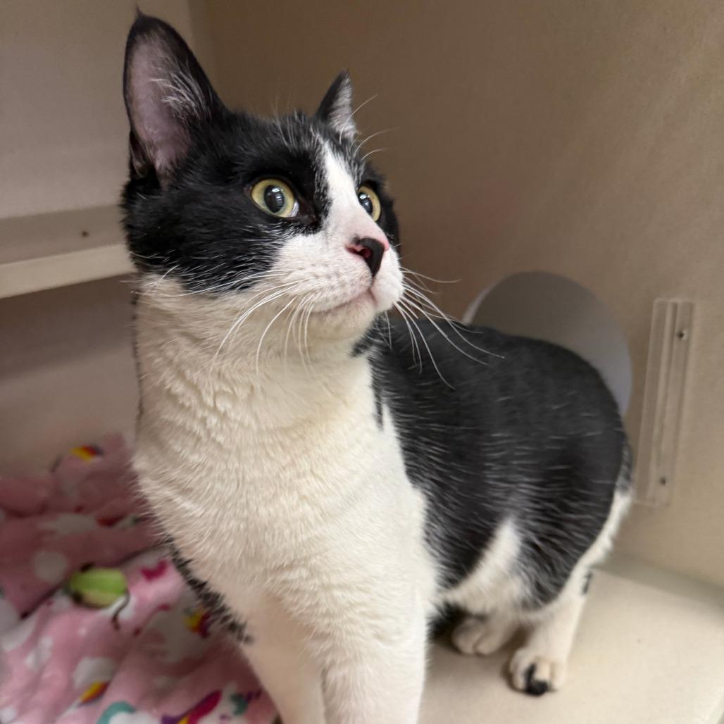 Enlarge Oberon, a Adoptable Domestic Short Hair in Pagosa Springs, CO image 2/2