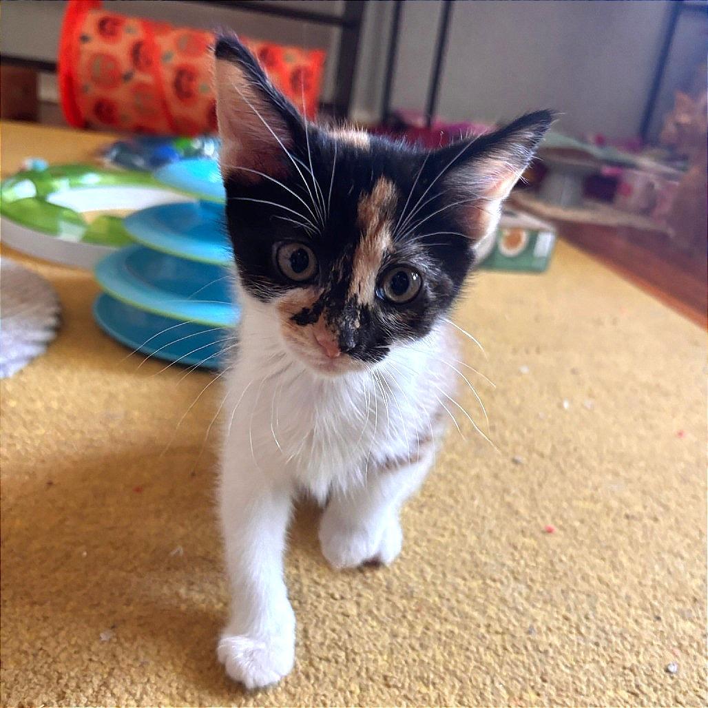 Enlarge Suki Park (TN), a Adoptable Domestic Short Hair in Tallahassee, FL image 1/4