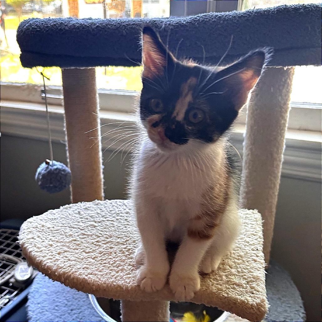 Enlarge Suki Park (TN), a Adoptable Domestic Short Hair in Tallahassee, FL image 2/4