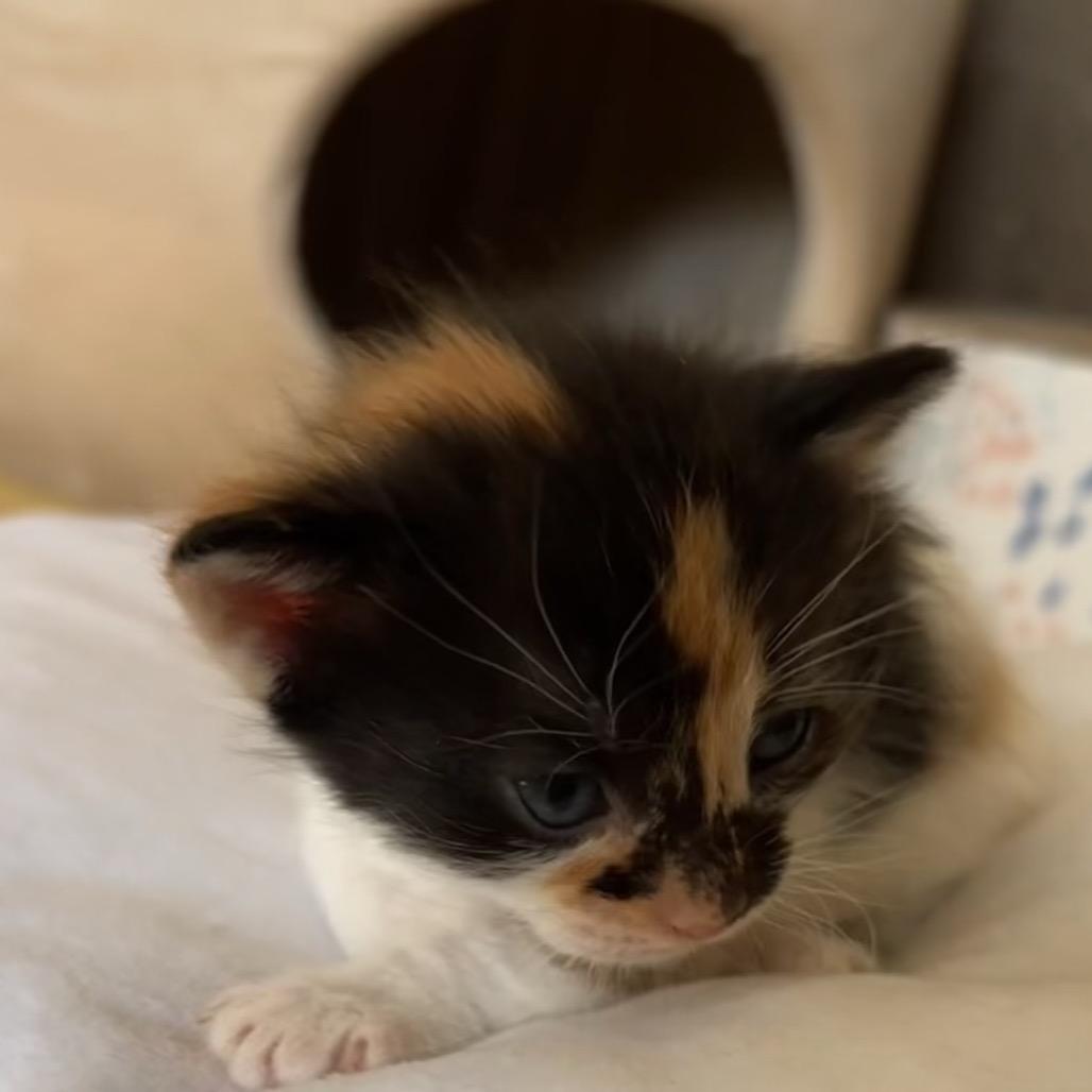 Enlarge Suki Park (TN), a Adoptable Domestic Short Hair in Tallahassee, FL image 3/4