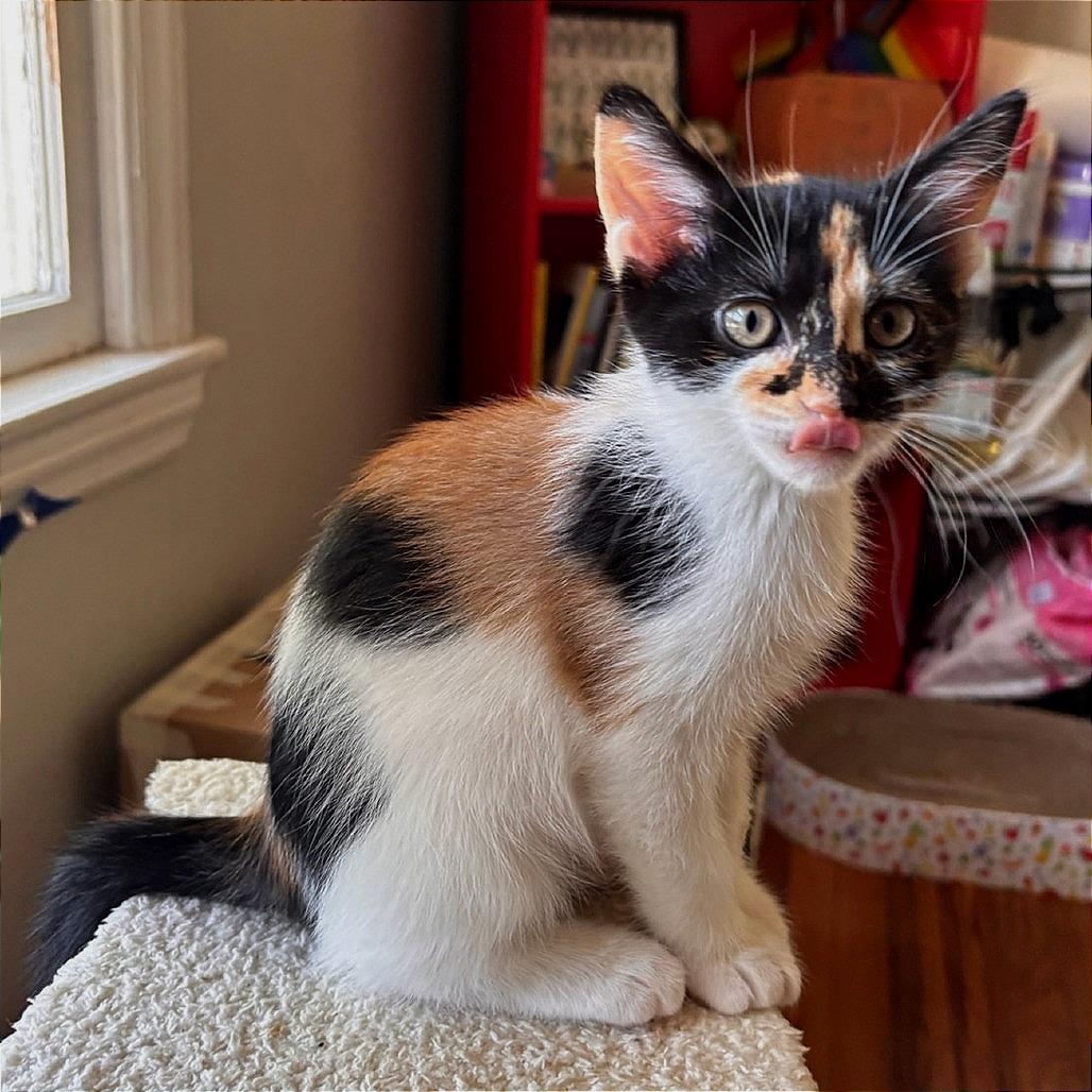 Enlarge Suki Park (TN), a Adoptable Domestic Short Hair in Tallahassee, FL image 4/4
