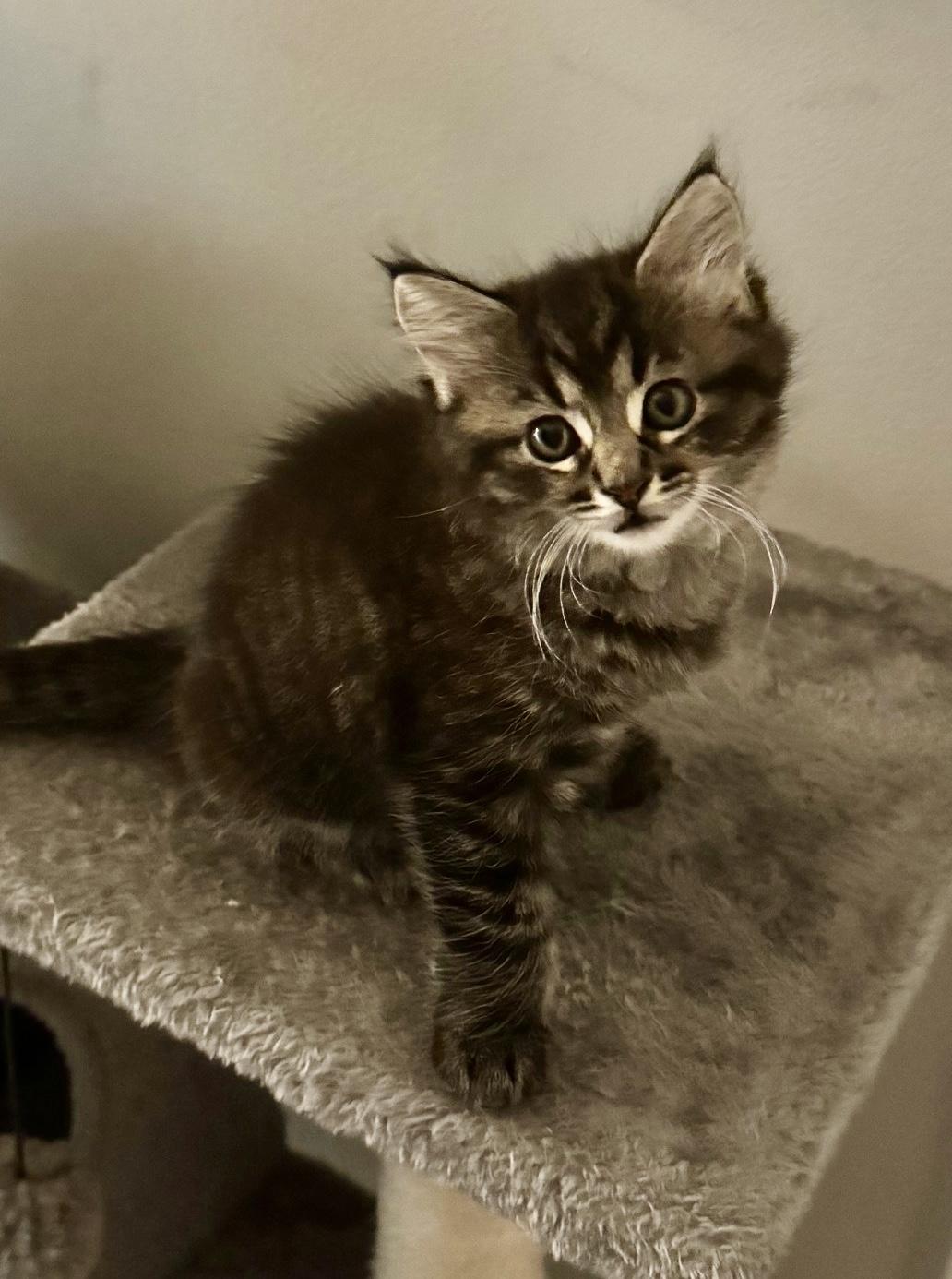 Freda and Freya, Adopted, Kitten Female Maine Coon & Tabby.