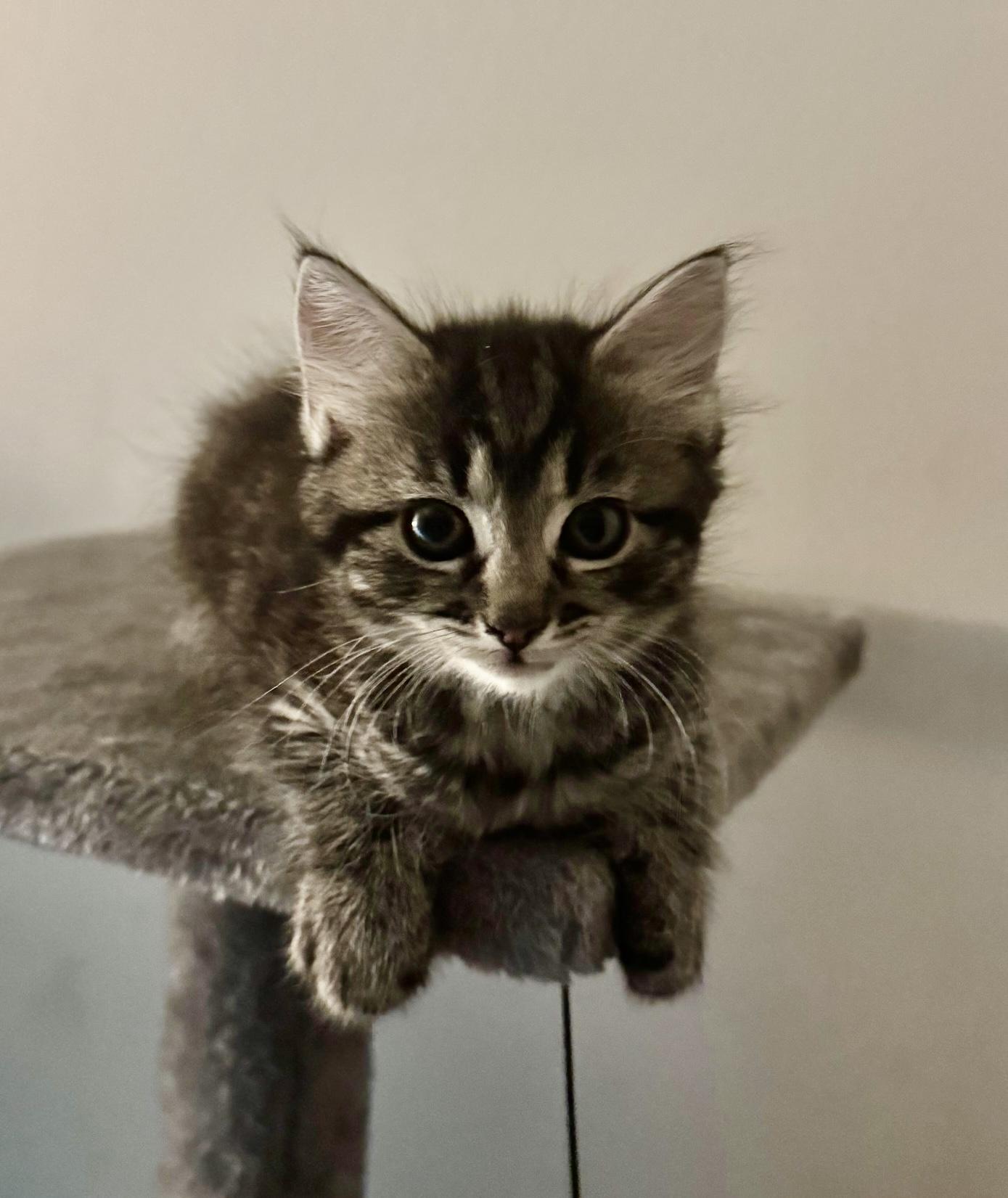 Freda and Freya, a Adopted mixed breed in Jacksonville, FL image 3/3