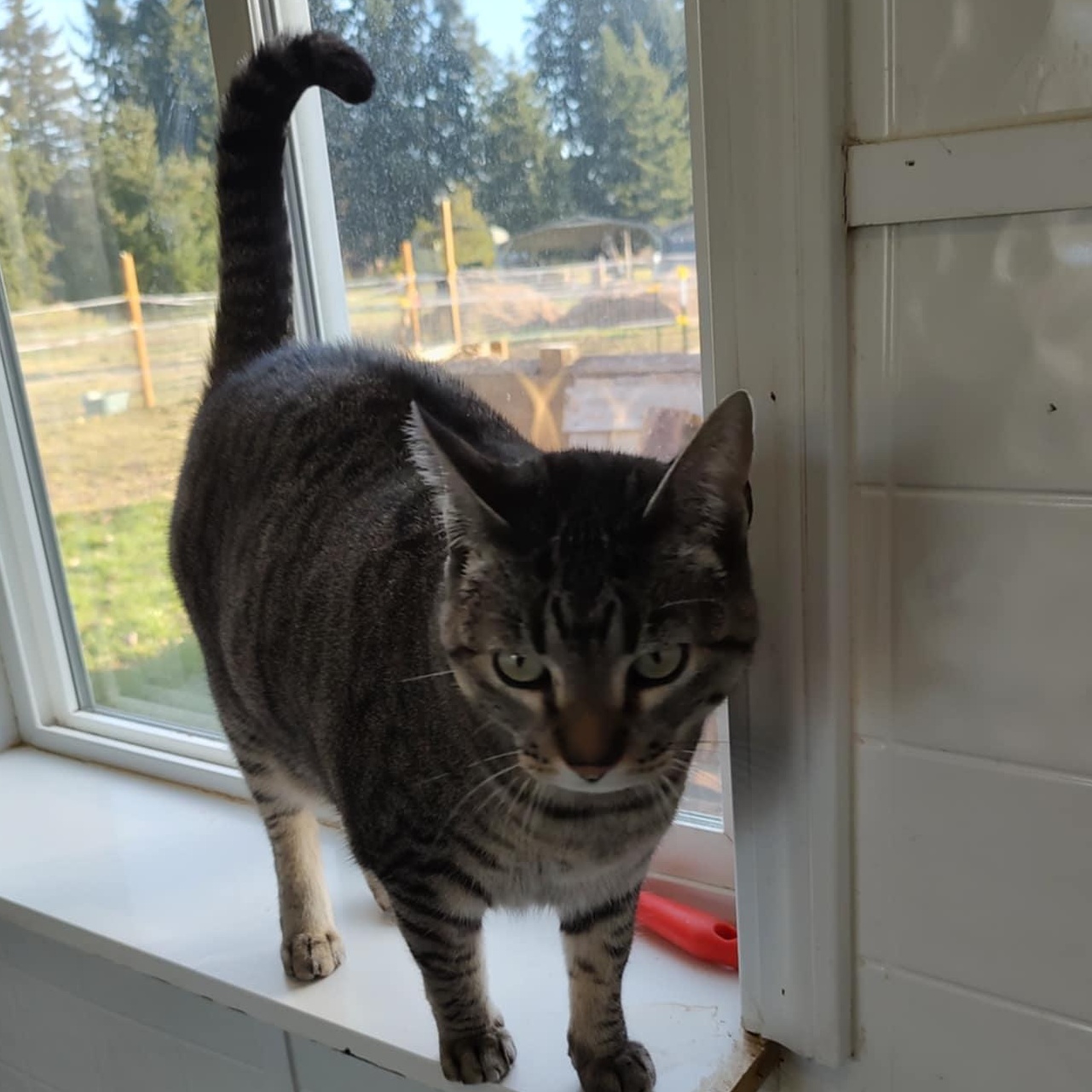 Ringo, a Adoptable Domestic Short Hair in Oakville, WA image 4/4