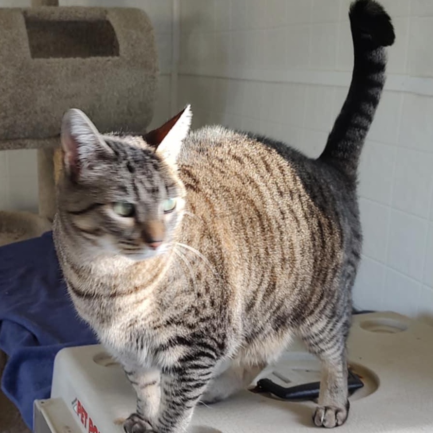 Ringo, a Adoptable Domestic Short Hair in Oakville, WA image 1/4