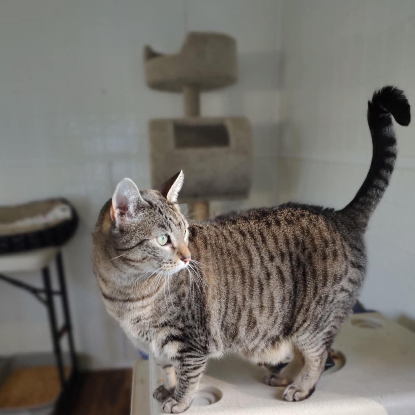 Ringo, a Adoptable Domestic Short Hair in Oakville, WA image 2/4