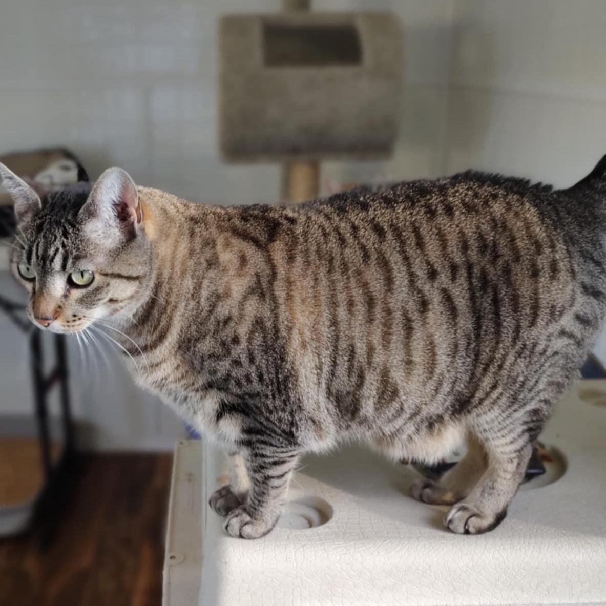 Ringo, a Adoptable Domestic Short Hair in Oakville, WA image 3/4