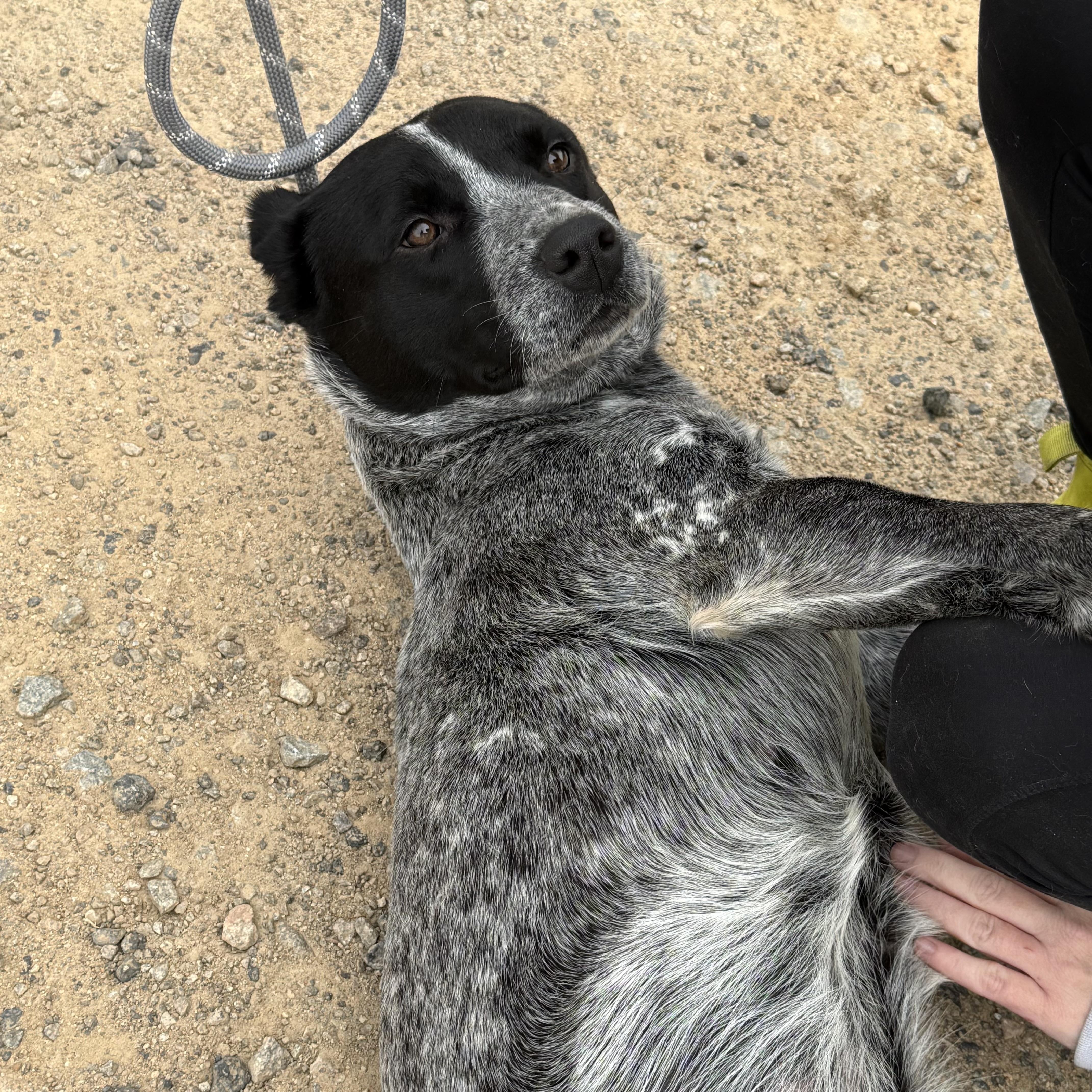 Dakota — thumbnail 2