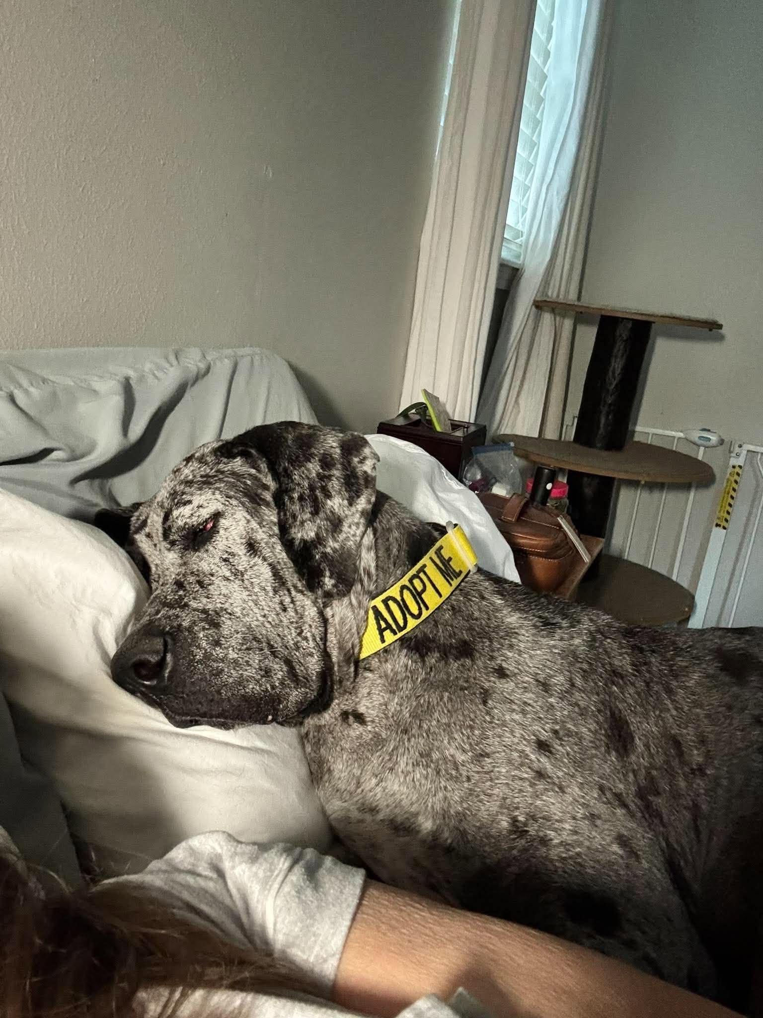 Enlarge Dottie, a Adoptable Great Dane in Pensacola, FL image 6/6