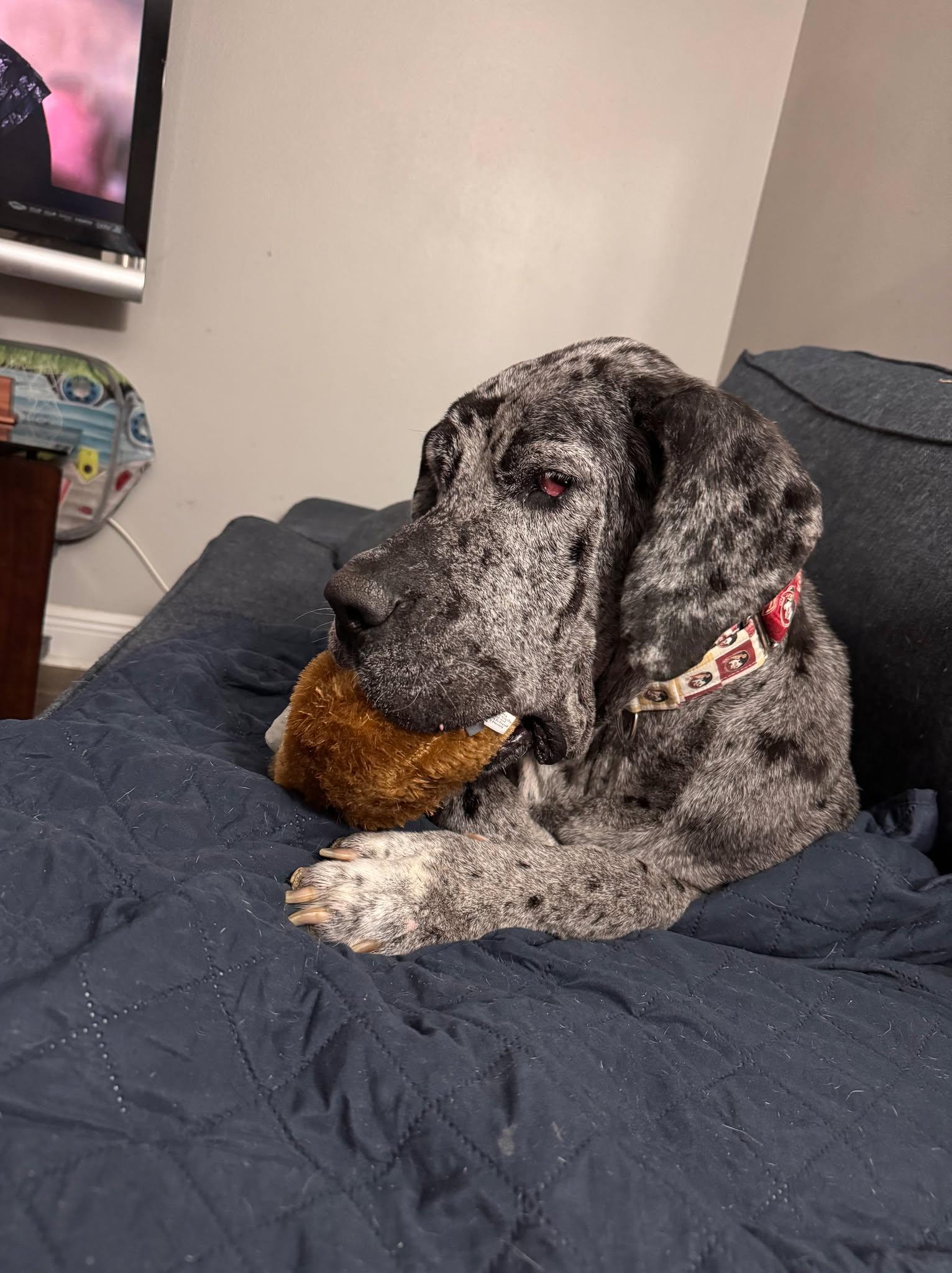 Enlarge Dottie, a Adoptable Great Dane in Pensacola, FL image 3/6
