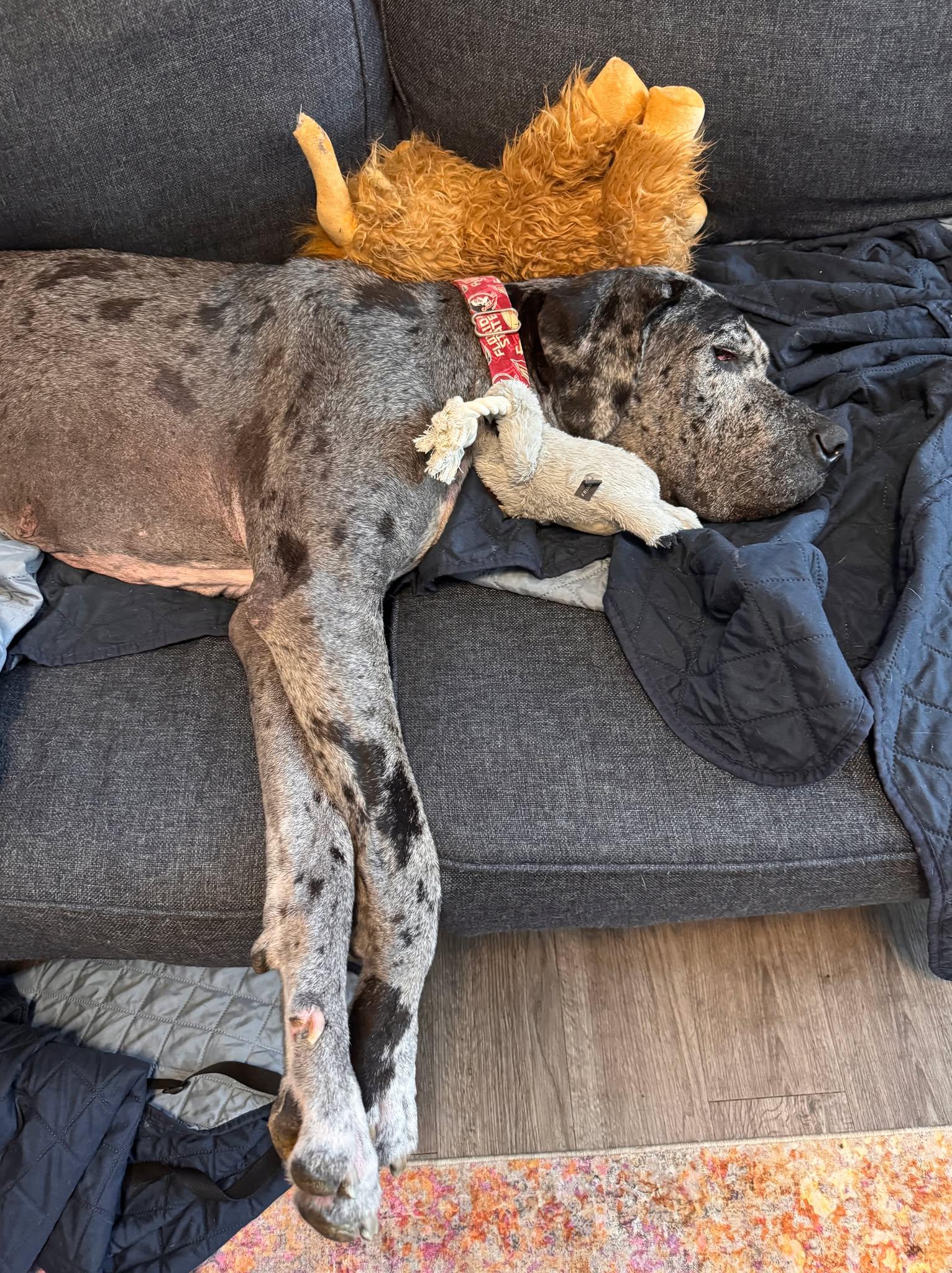 Enlarge Dottie, a Adoptable Great Dane in Pensacola, FL image 4/6