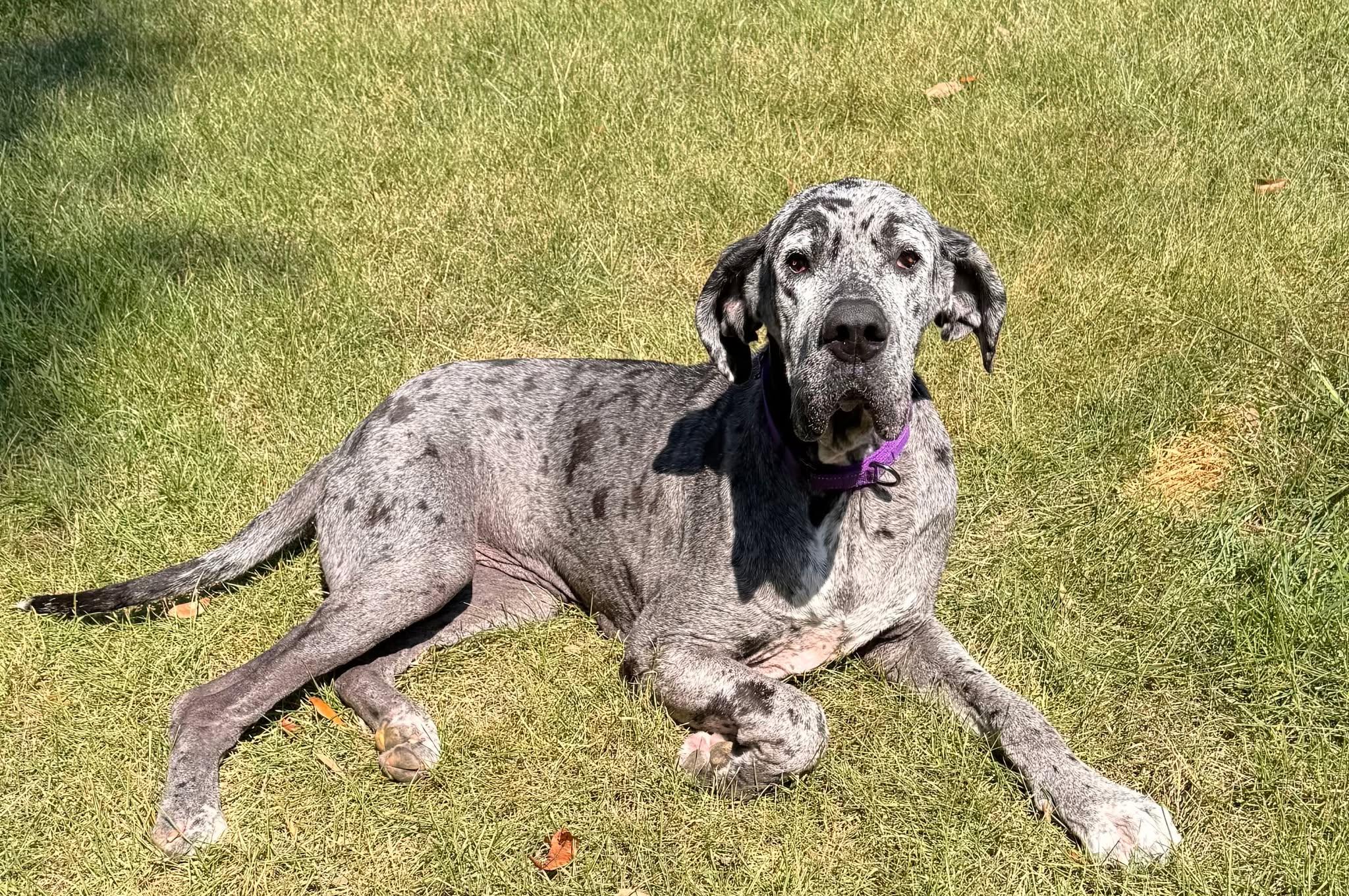 Enlarge Dottie, a Adoptable Great Dane in Pensacola, FL image 1/6