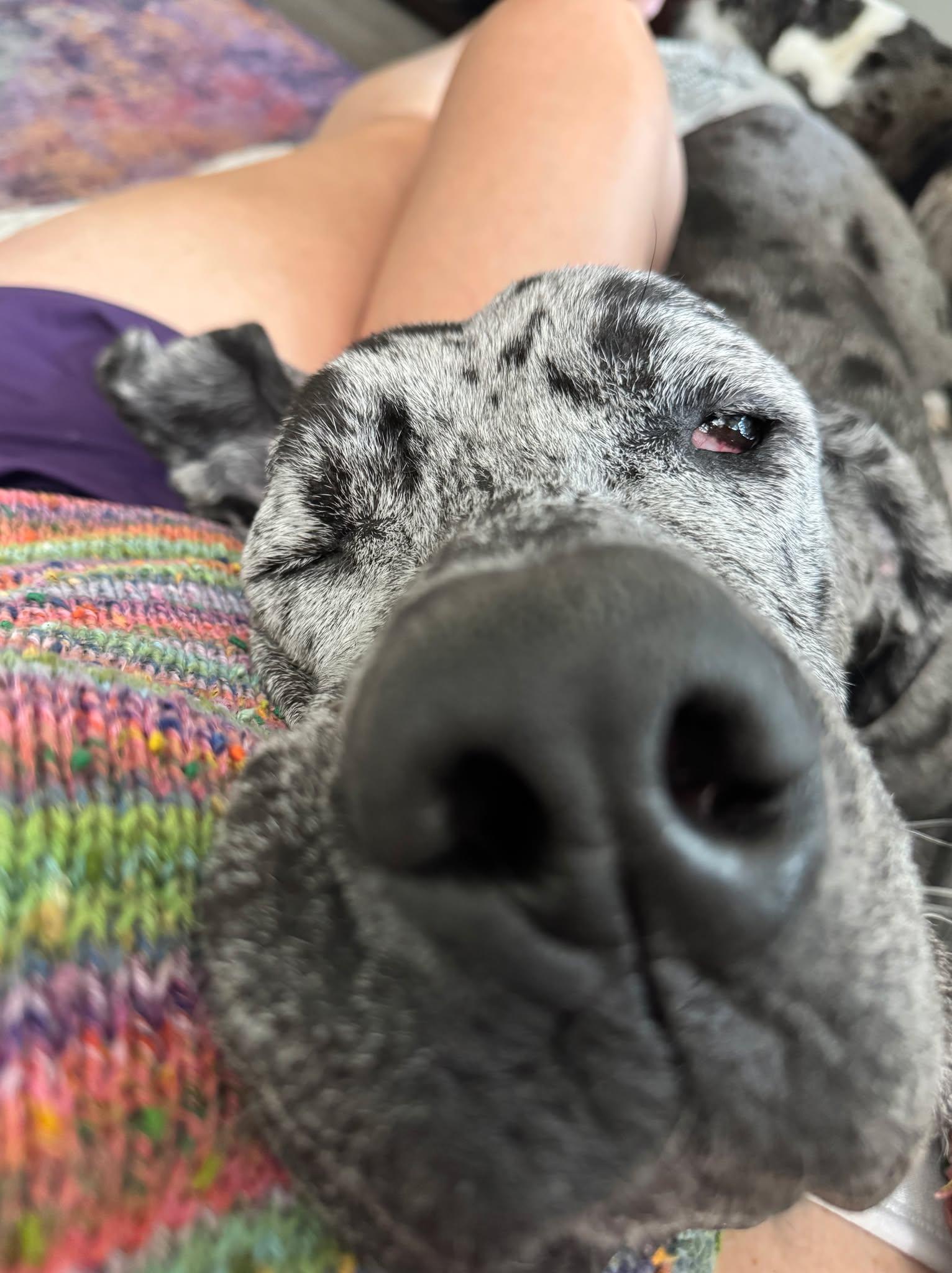 Enlarge Dottie, a Adoptable Great Dane in Pensacola, FL image 5/6